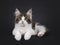 Maine Coon cat kitten on black background