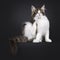 Maine Coon cat kitten on black background