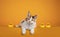 Maine Coon cat kitten on orange background