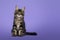 Maine Coon cat kitten on purple background