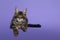 Maine Coon cat kitten on purple background