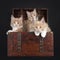 Maine Coon cat kittens on black