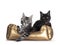 Maine Coon cat kittens in golden basker on white background