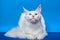 Maine Coon Cat - large domesticated longhair cat breed. Portrait of white color Coon Cat