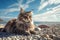 Maine Coon cat lying on the beach with blue sky background