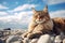 Maine Coon cat lying on the beach with blue sky background