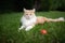 Maine coon cat lying on grass in garden