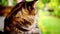 Maine Coon cat macro video with motion and