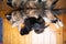 Maine coon cat mother breastfeeding kittens