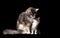 Maine coon cat mother and kitten