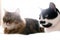 Maine coon and cat with moustache resting with funny emotions on comfortable bed. Friends pets. Space for text. Two cute cats