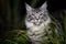 Maine coon cat in nature at night