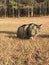 Maine coon cat outdoors field wild domestic