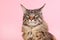 Maine coon cat on pastel pink