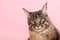 Maine coon cat on pastel pink