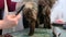 Maine Coon cat at pet beauty salon, stylist showing how to comb animal\'s coat