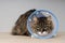 Maine coon cat with a pet cone looking anxiously away.