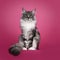 Maine Coon cat on pink background