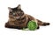 Maine Coon cat playing with green yarn, isolated on wh