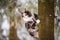 Maine Coon cat polychrome climbs a tree in winter in snowy forest