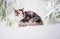 Maine Coon cat polychrome sits on the snow in forest in winte
