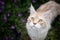 Maine coon cat portrait outdoors