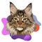 Maine coon cat portrait, vector illustration on color popular background