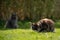 maine coon cat on the prowl hunting