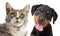 Maine coon cat and puppy rottweiler