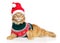 Maine-Coon cat in Santa clothes and red hat