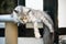 Maine coon cat on scratching post