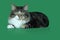 Maine coon cat serious and majestic tabby of gray, black, white long-haired, is lying on a green background