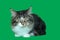 Maine coon cat serious and majestic tabby of gray, black, white long-haired, is lying on a green background