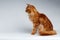 Maine Coon Cat Sits in Profile view on White