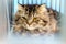 Maine coon cat sitting in the cage at the animal and treating by Intravenous fluid therapy