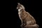 Maine Coon Cat Sitting and Looks Curious, Isolated Black Background