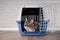 Maine coon cat sitting in a open pet carrier and looking curious sideways.