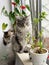 Maine Coon cat sitting between plants on a windowsill