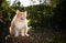 maine coon cat sitting on stree stump outdoors in sunny nature