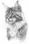 Maine Coon Cat Sketch Coloring Page - Majestic Feline Art