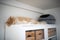 Maine coon cat sleeping on cupboard