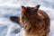 Maine Coon cat in the snow, rear view. Cat walks in clear winter day, paw print on the snow