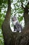 Maine coon cat standing on tree observing