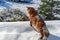 Maine Coon cat walks on the roof house covered snow. Fluffy cat hunts on the snow-covered roof country house