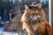 Maine Coon cat on the window. Fluffy cat  on the snow-covered background in country house, winter day