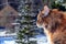Maine Coon cat on the window, side view. Fluffy cat  on the snow-covered background in country house, winter day