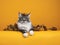 Maine Coon cat on yellow background