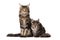 Maine-coon cats