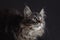 Maine Coon Cats Studio Shooting