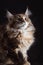 Maine Coon Cats Studio Shooting